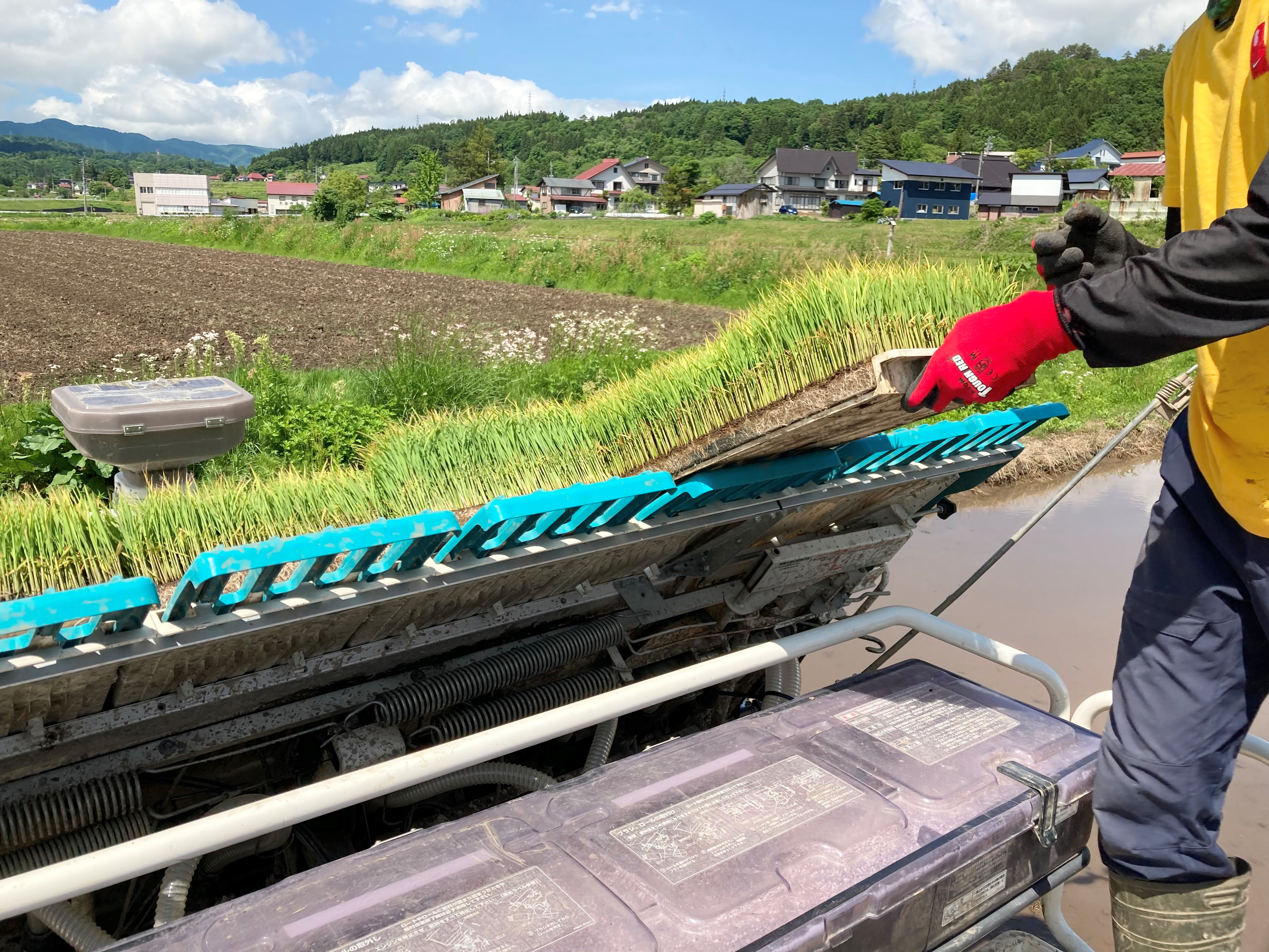 苗が少なくなって、苗つぎの様子