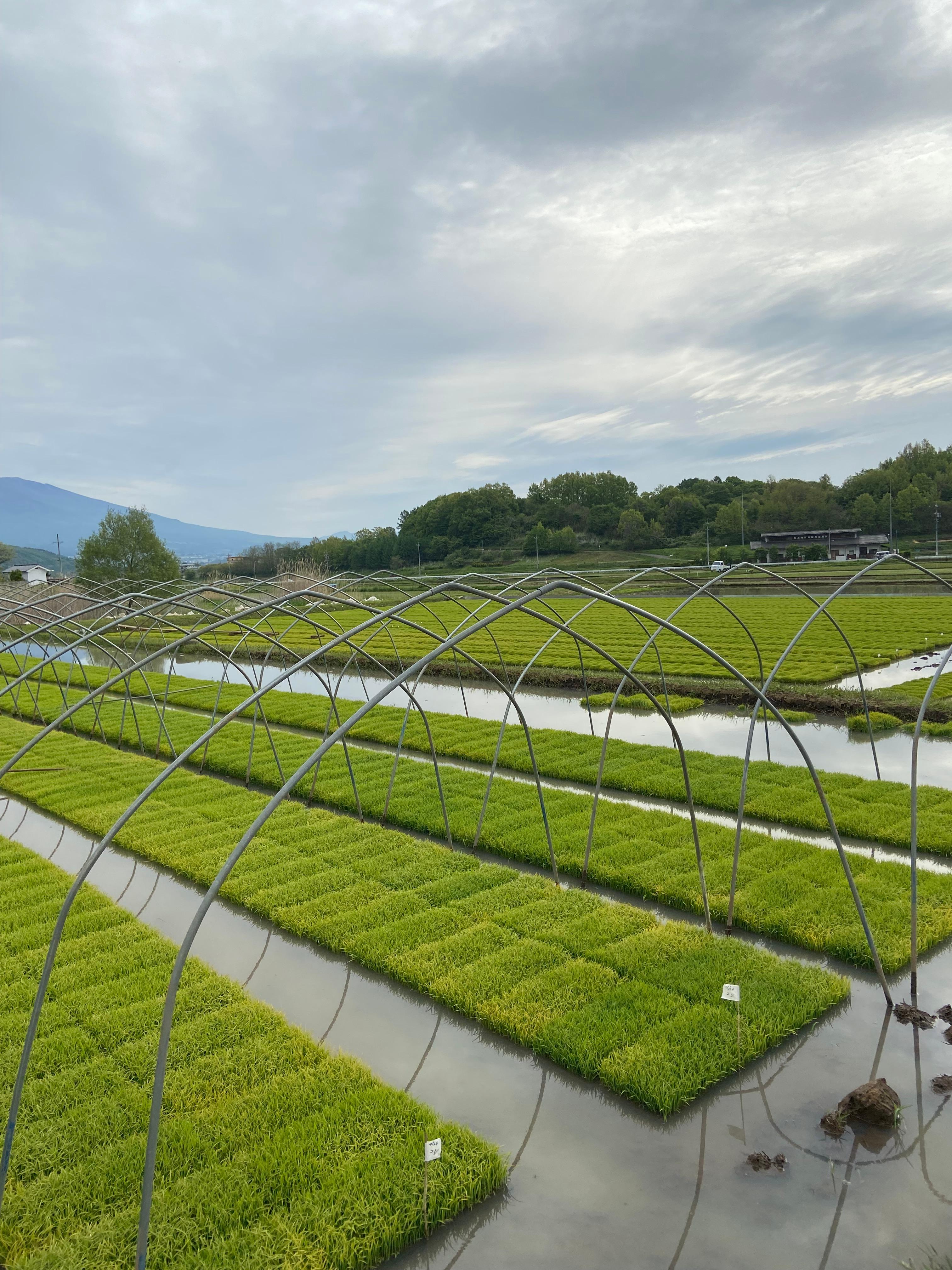コラム_田植え_コシヒカリ苗