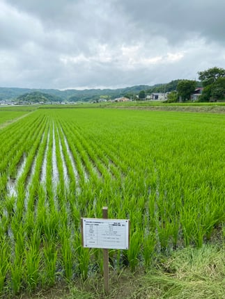 圃場巡回-1