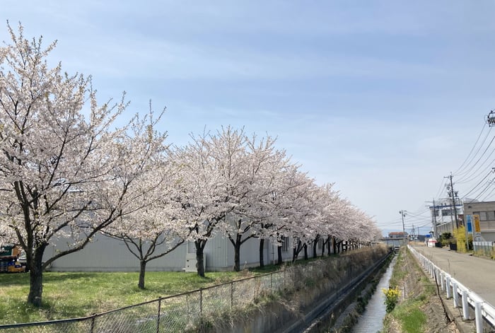 会社周りの桜_2024-1