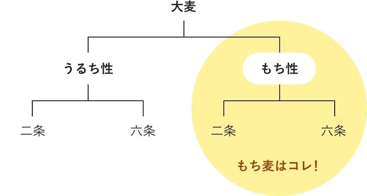 大麦とは