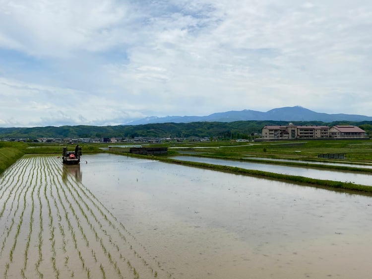 田植え-2